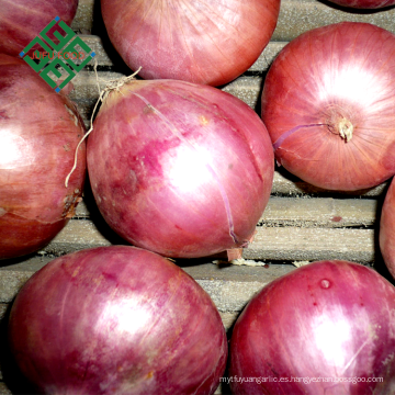 Precio de cebolla de granja fresca